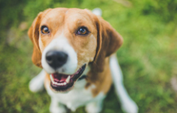 寻血猎犬的形态特征 颈部和头部皮肤上有褶皱